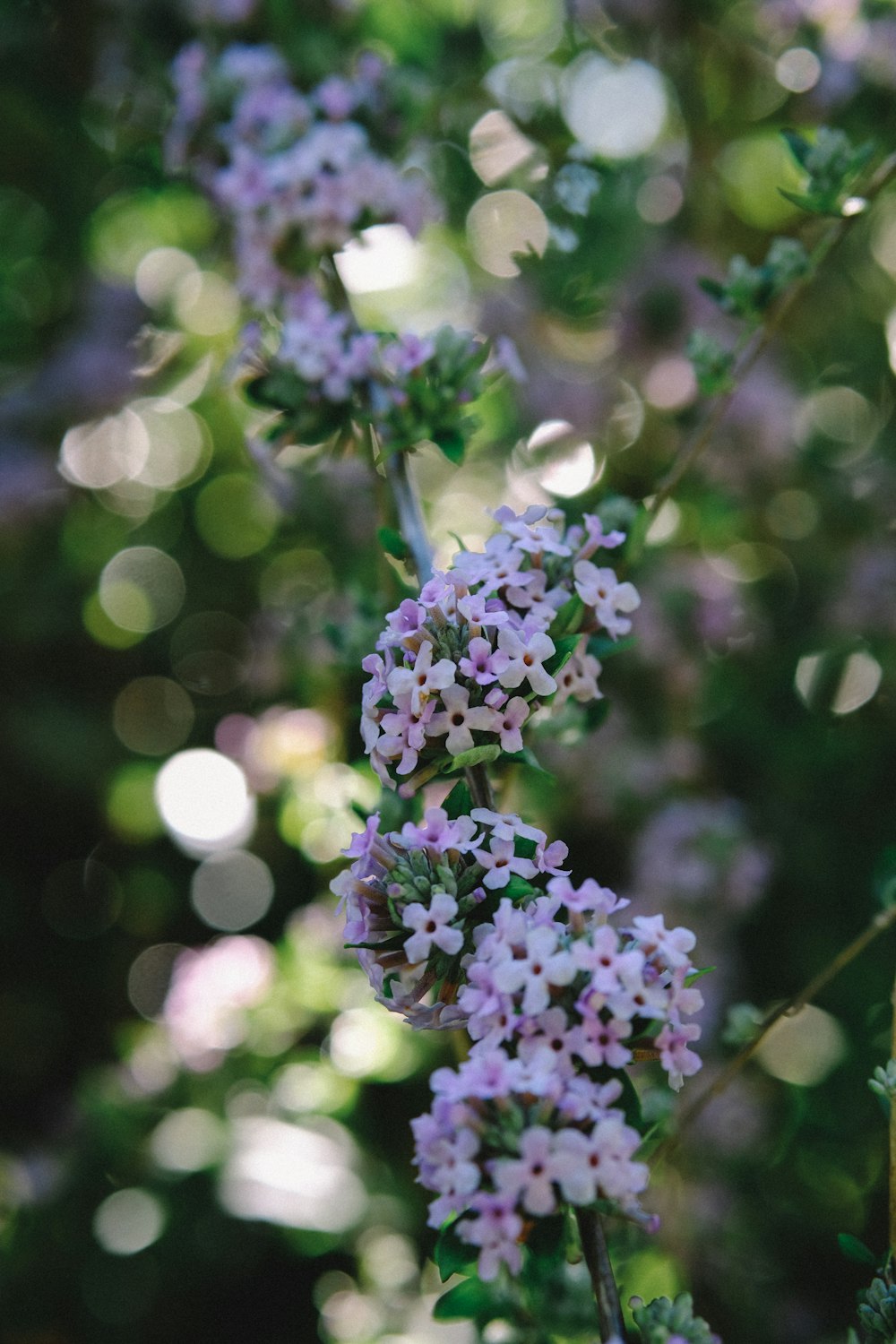 pink flowered plant