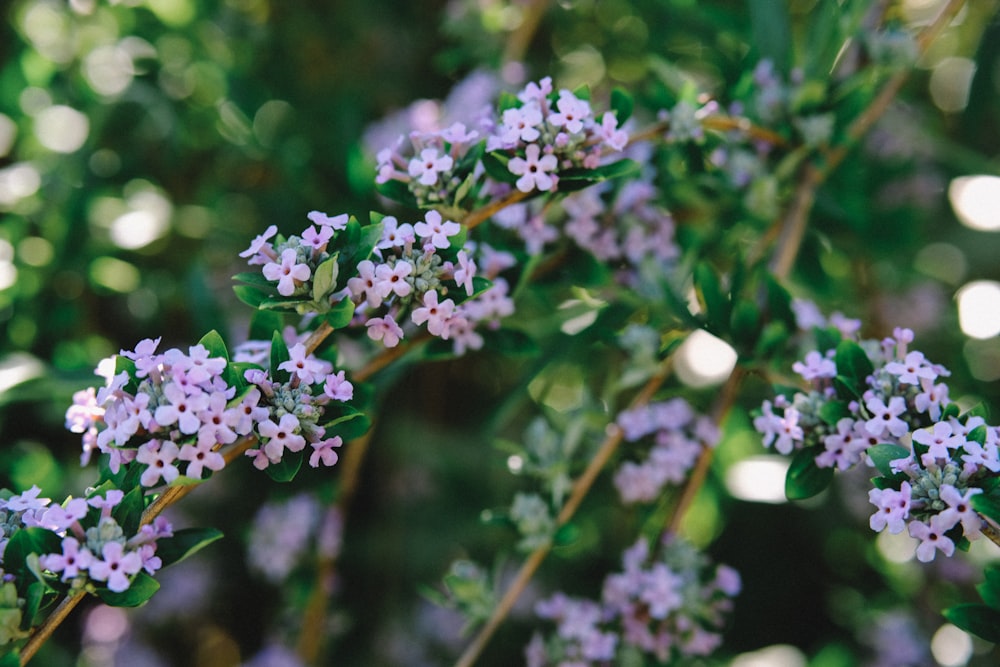 pink petaled flower