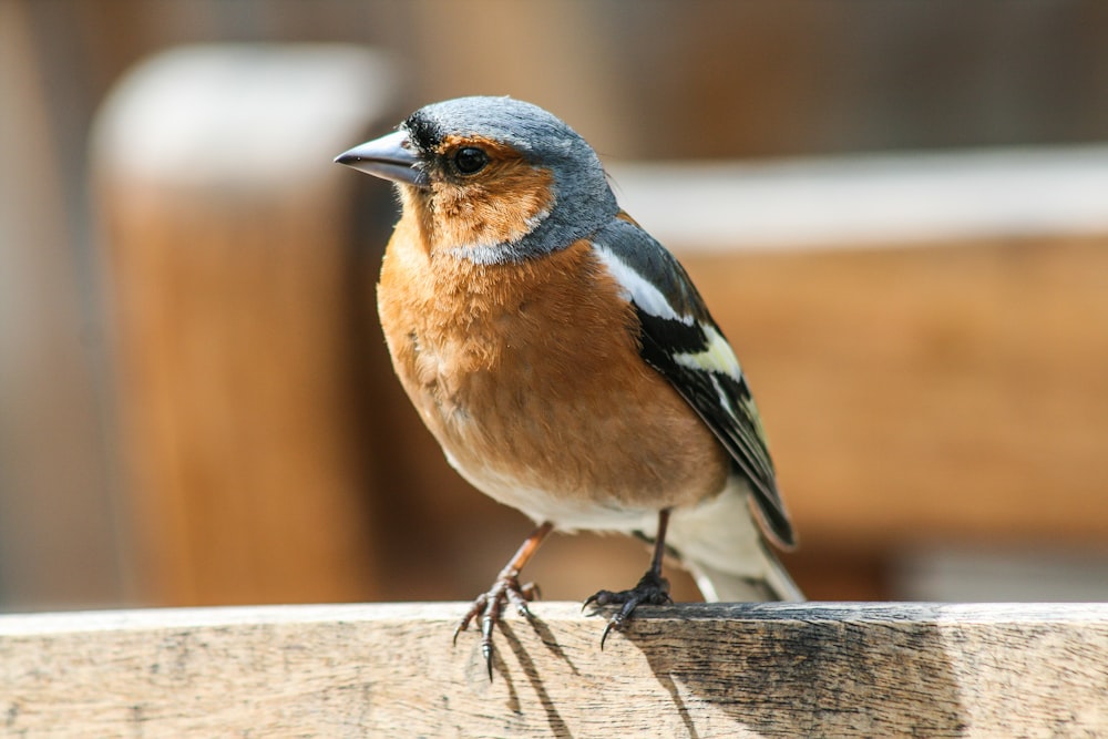 brown and grey bird on brown wooden panel