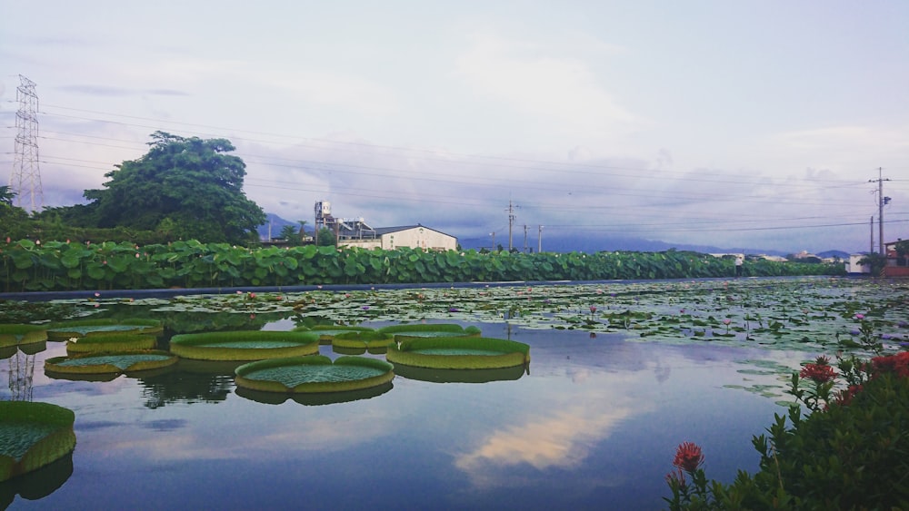 lily pads on body of water during daytime