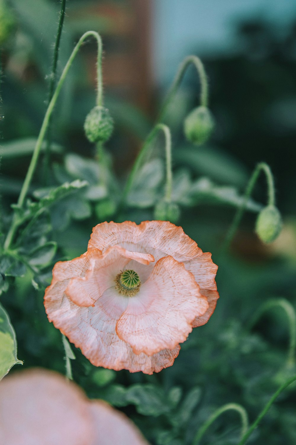 close-up photo of white Poppy