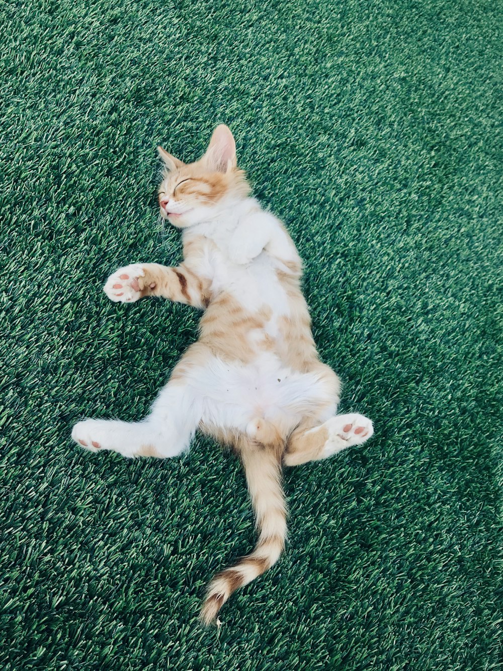 orange tabby cat lying on grass