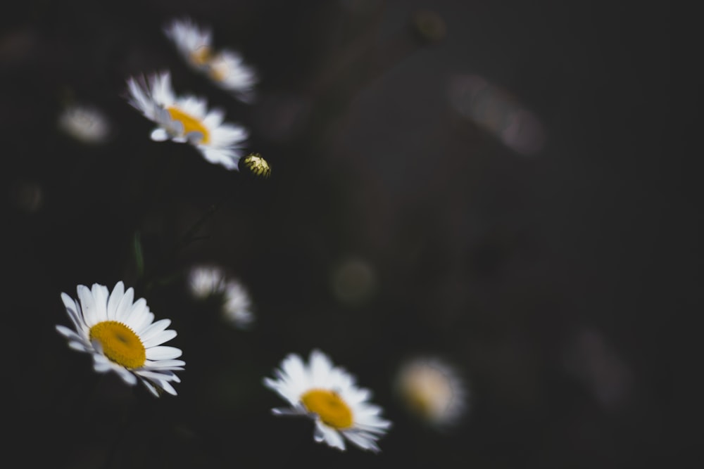 selective focus photography of white daisy flowers