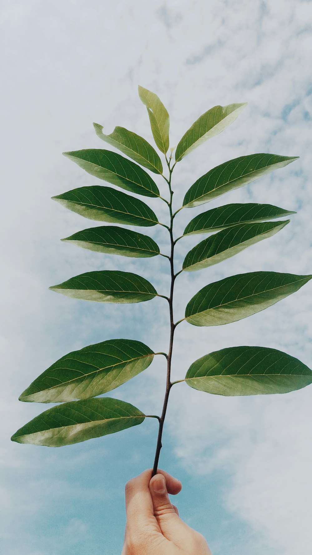 person holding green leaf plant