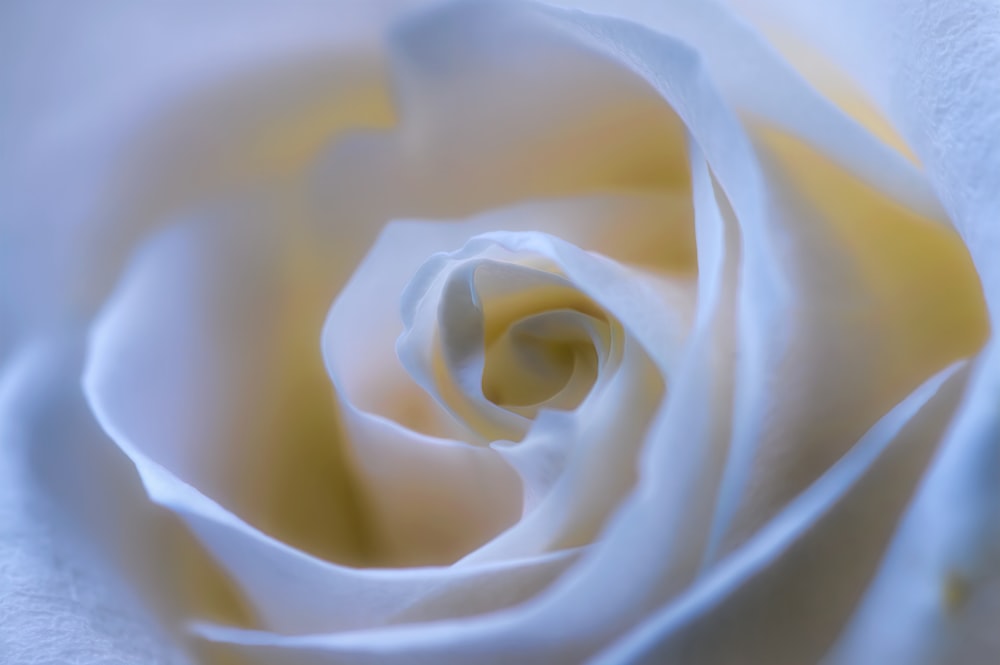 白いバラの花