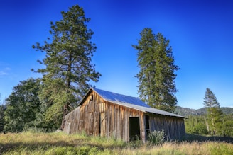 A rustic wooden farm water storage tank nestled among tall pine trees under a bright blue sky.