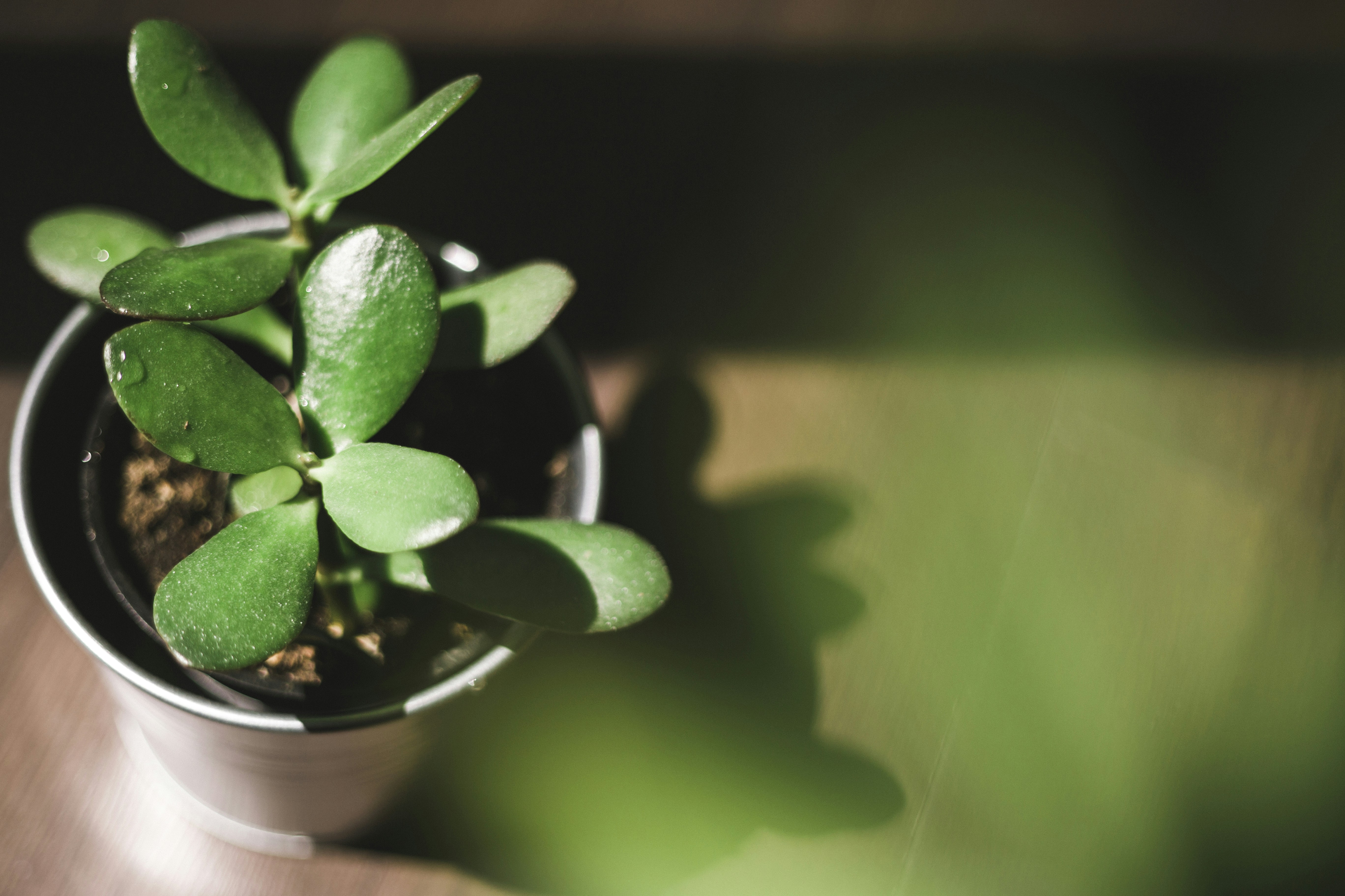 Photo by natashareddy