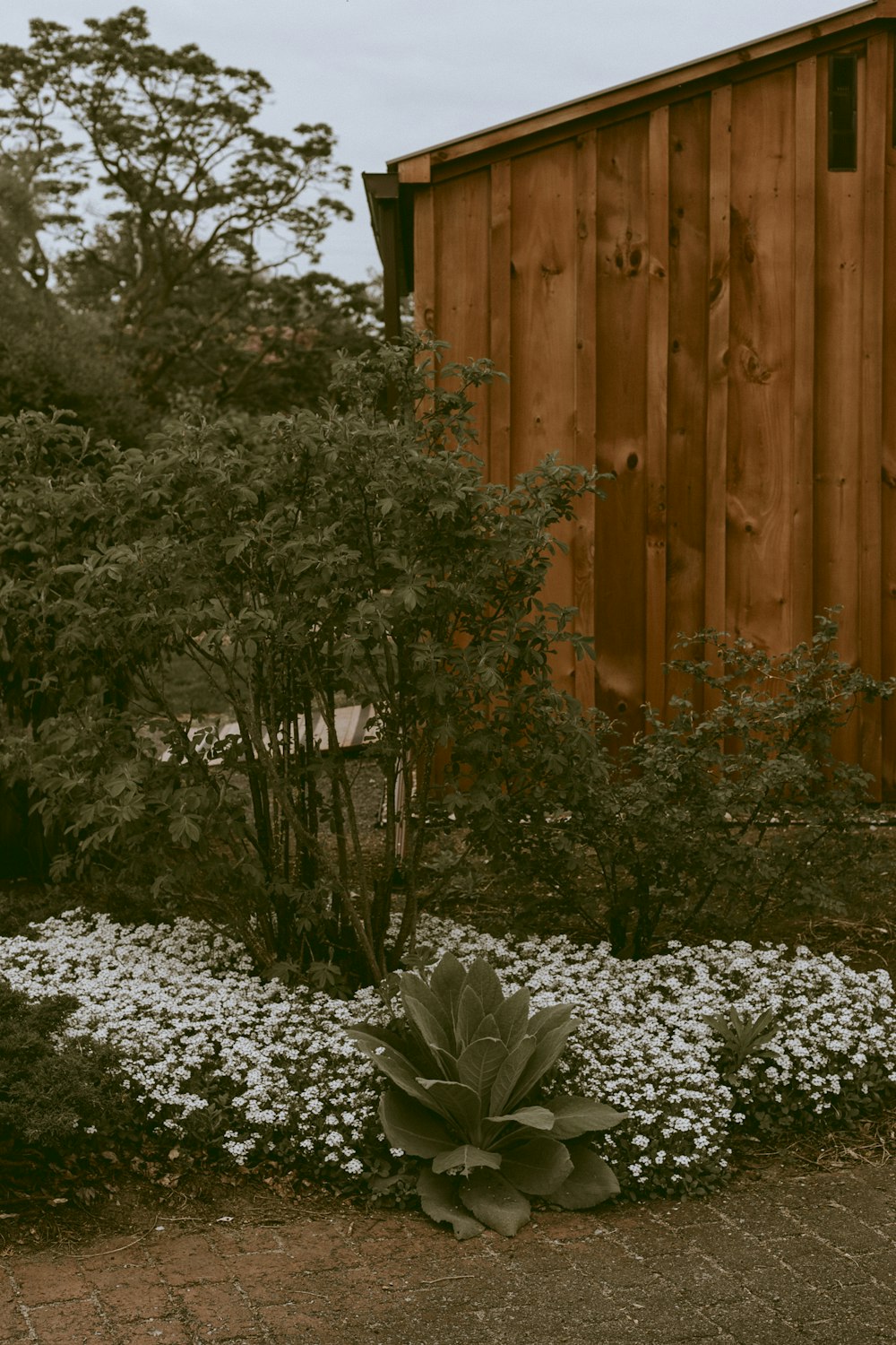 green-leafed plant