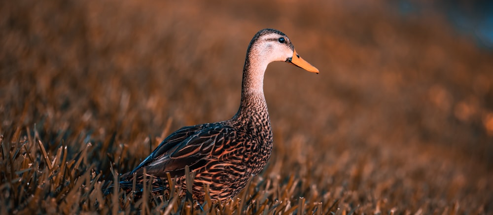 brown and gray duck on brown grass