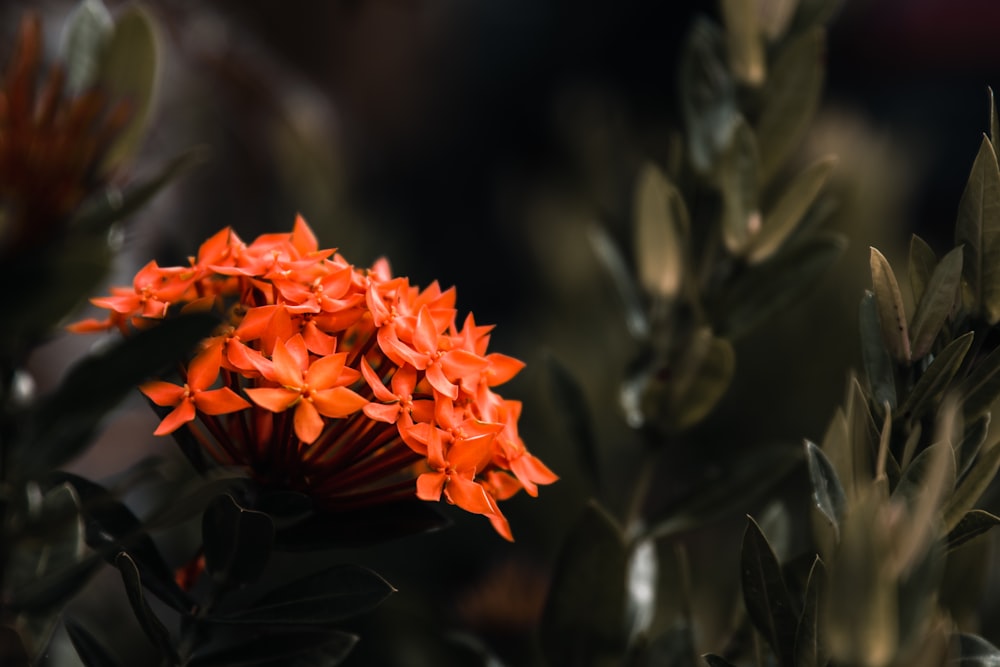 red ixora plant