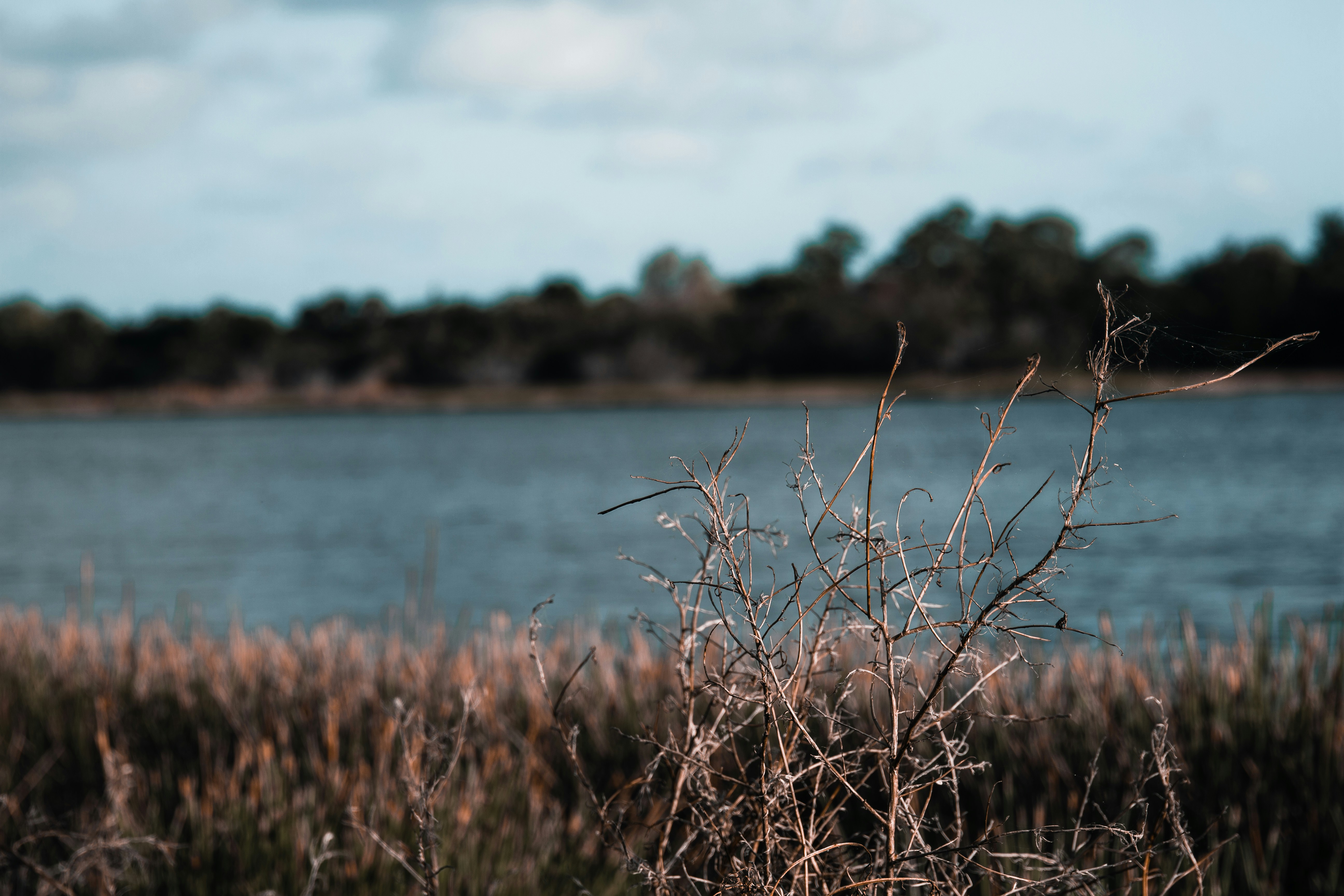 Carbon Dioxide Crisis: Plants Perish First (image credits: unsplash)