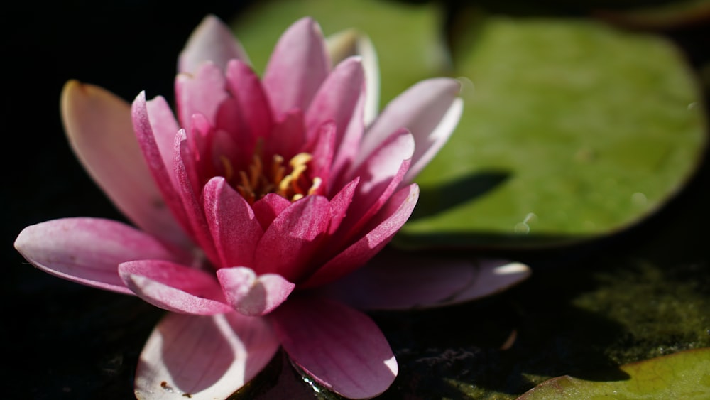 pink lotus flower