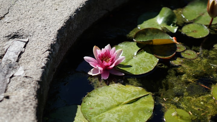 3 Amazing Water Features for Your Garden