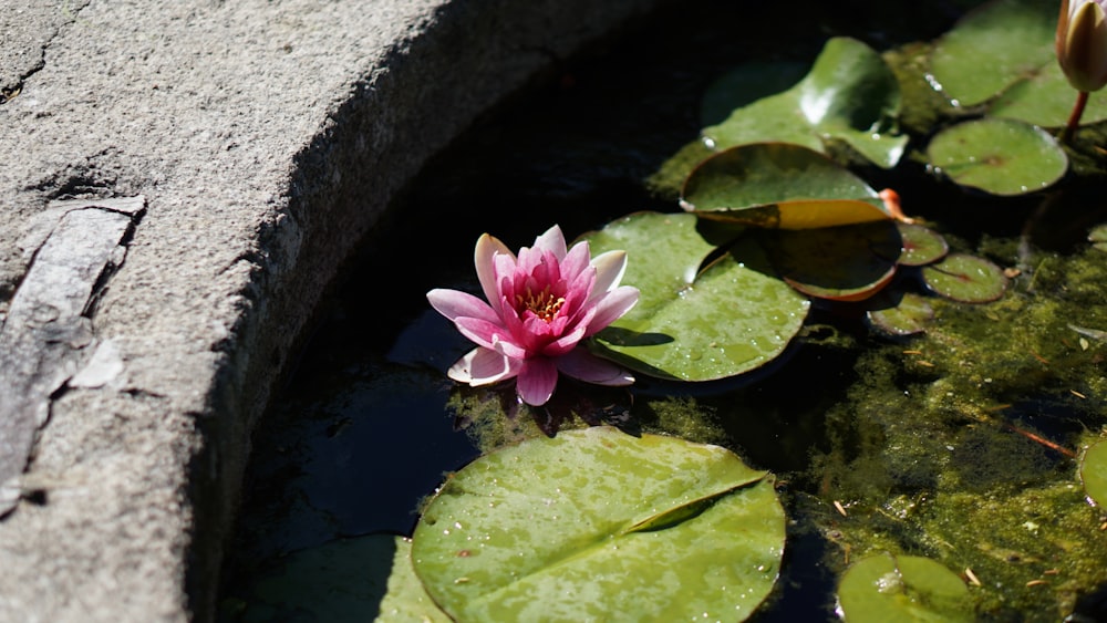 pink lotus flower in pond