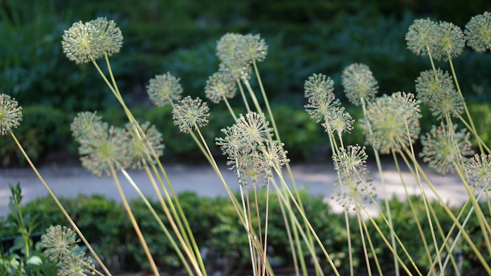 green dandelion