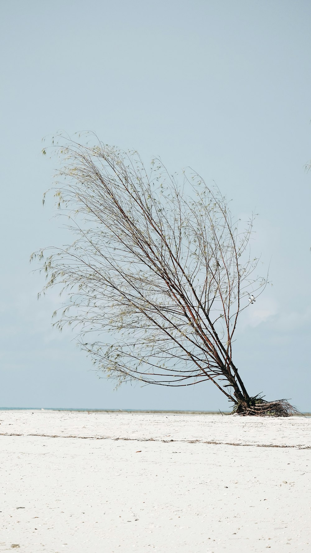 leafless tree