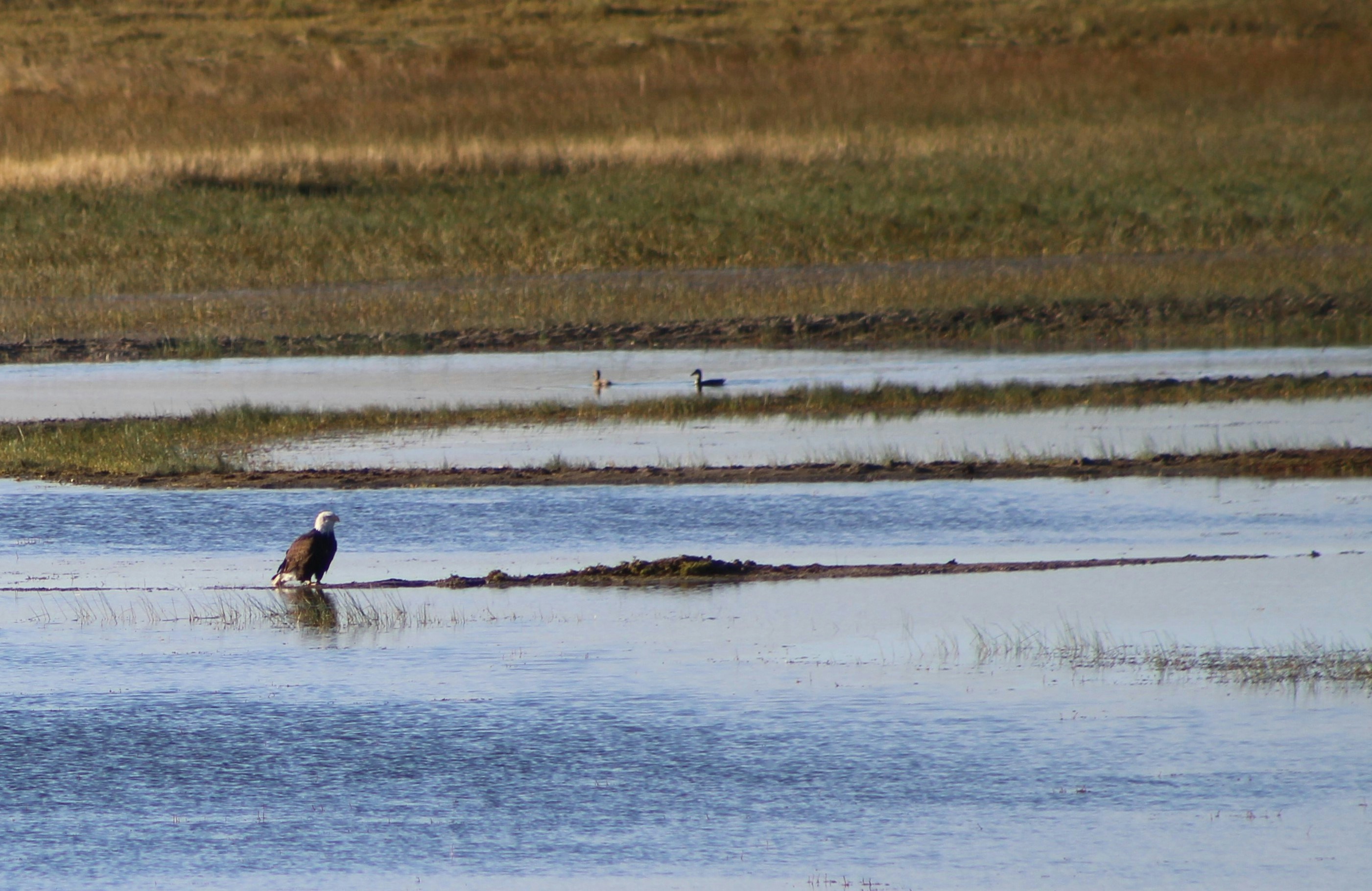 brown bird near body of water