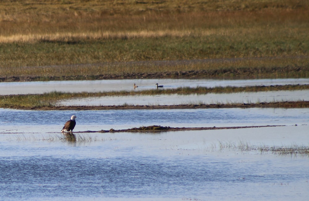 oiseau brun près d’un plan d’eau