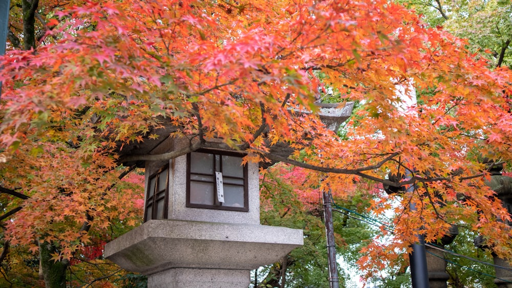 red leaf tree