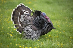 black turkey on grass