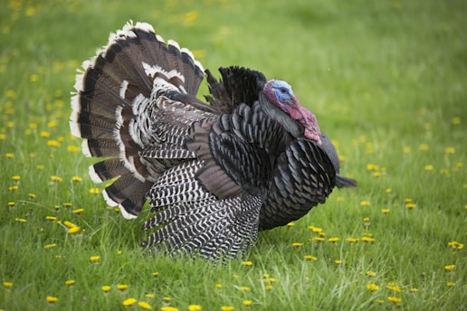 Best Turkey Fan Decoy for Bowhunting