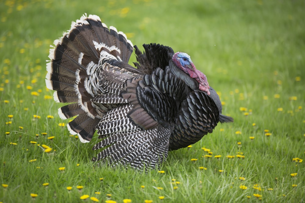 black turkey on grass