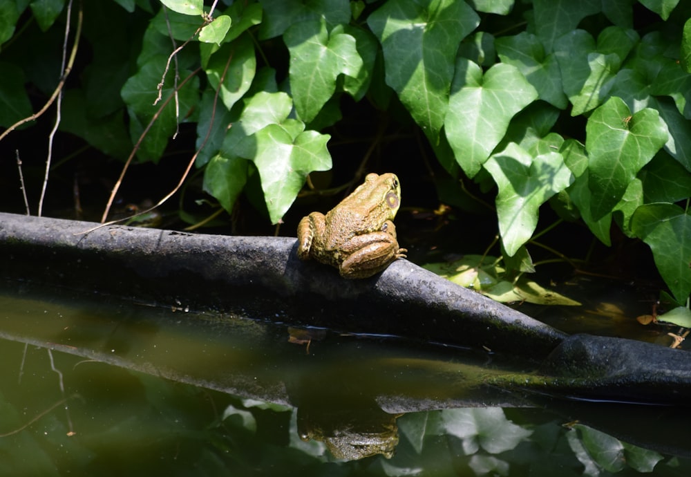 green frog on tree branch