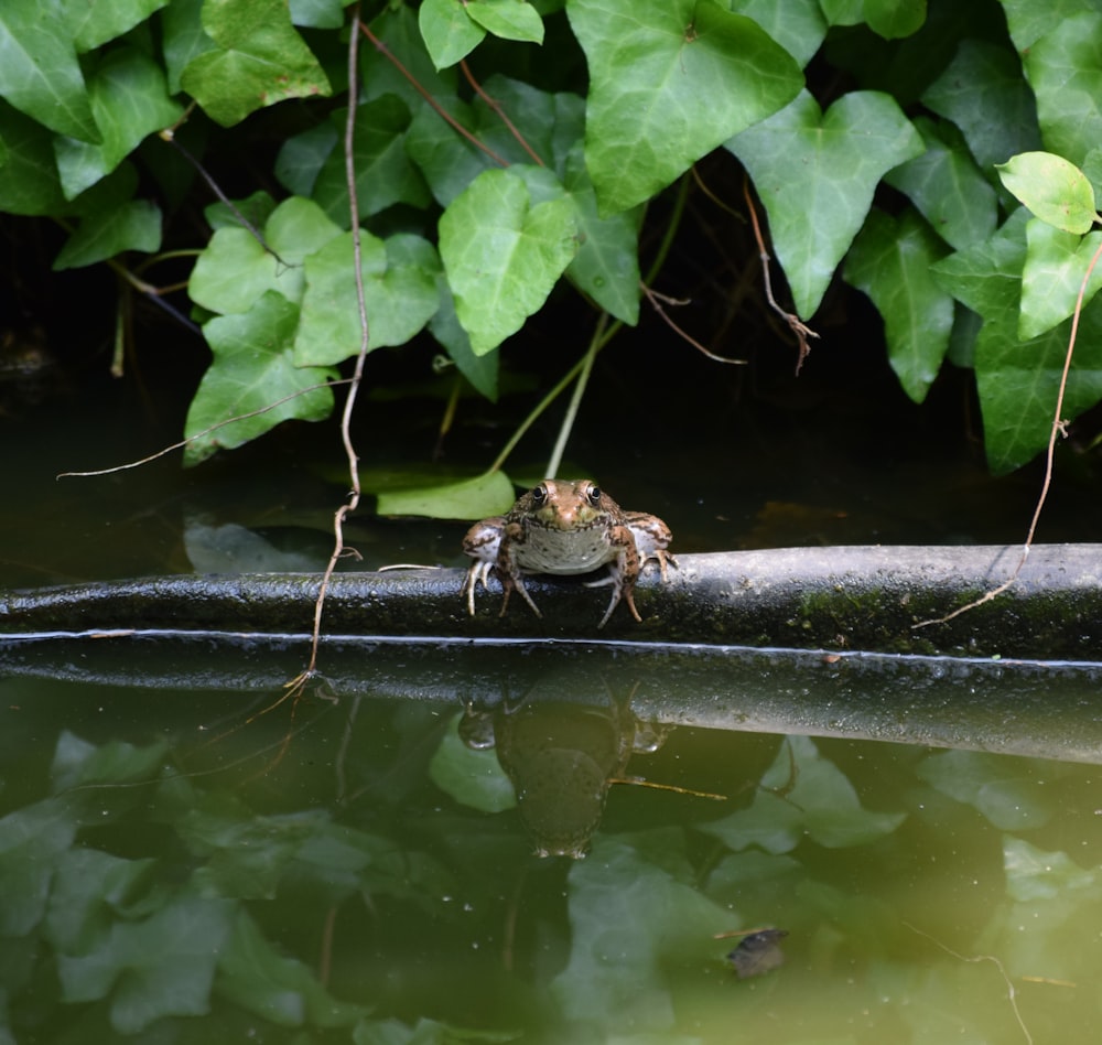 green frog near leafed plant