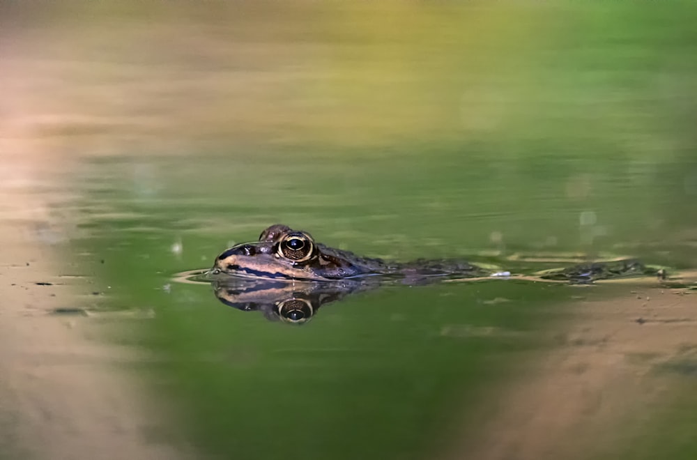 a frog is swimming in the water