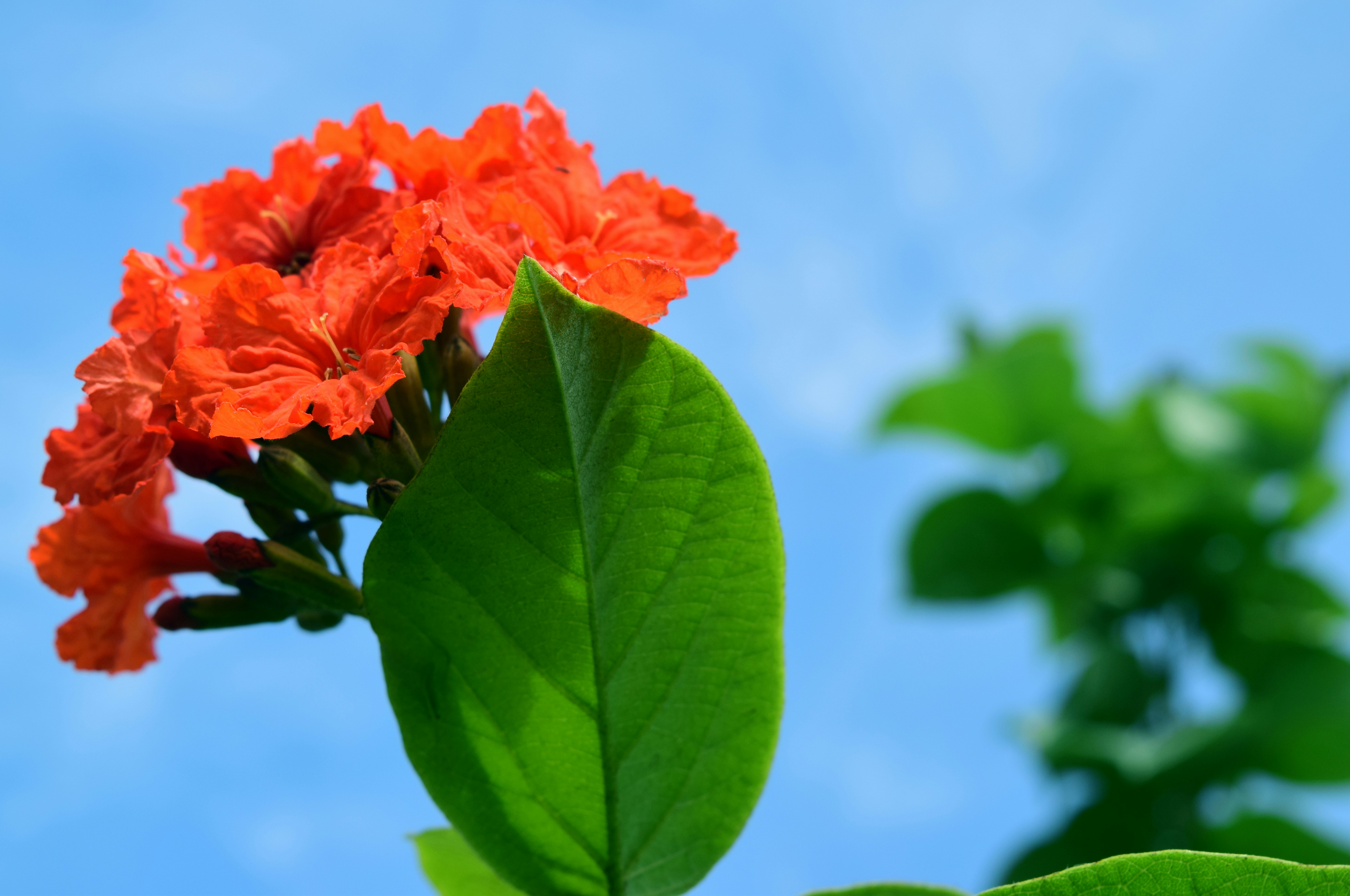 flor de pétalos rojos