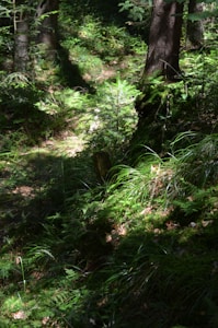 Forest Glow
