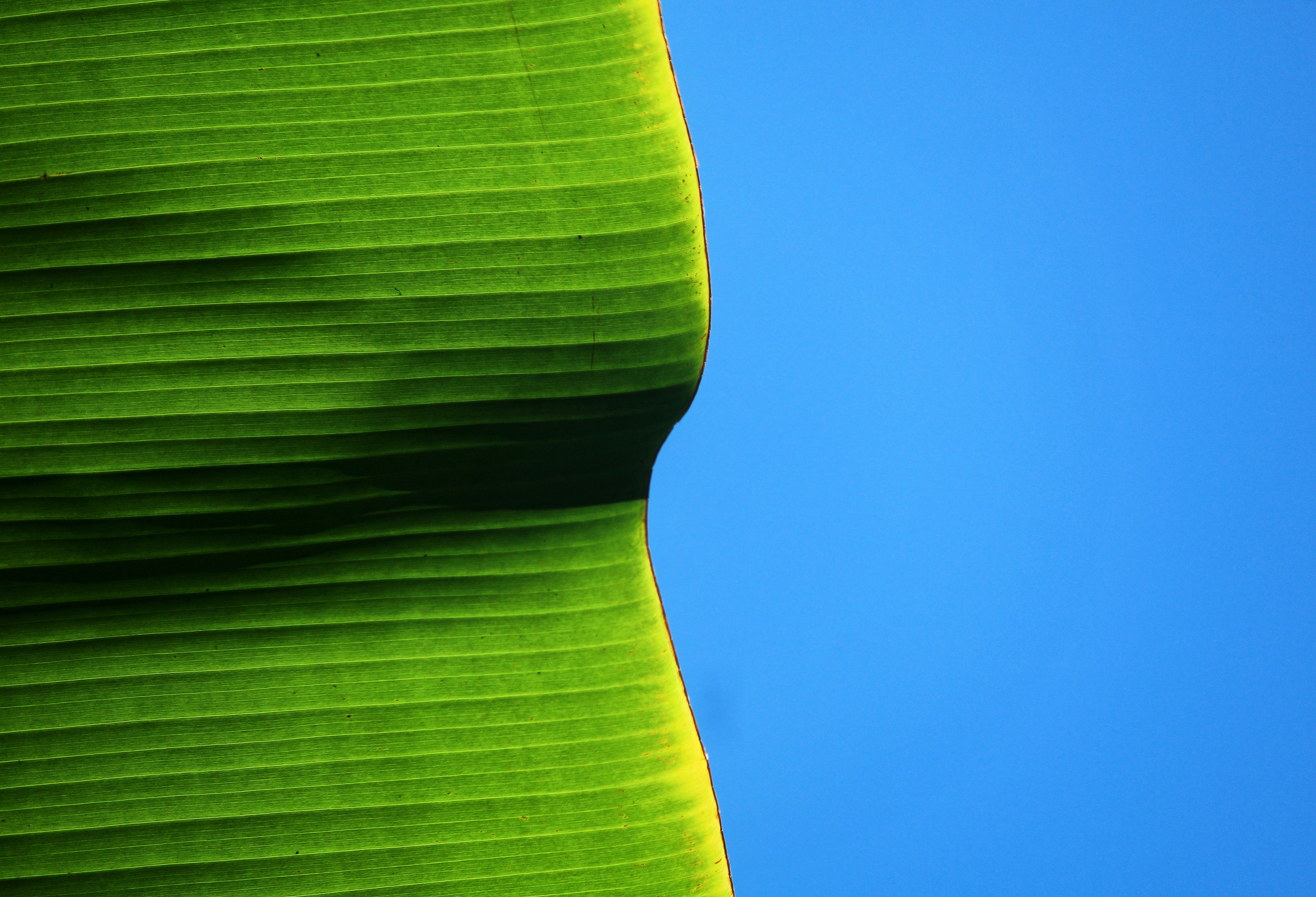 green banana leaf