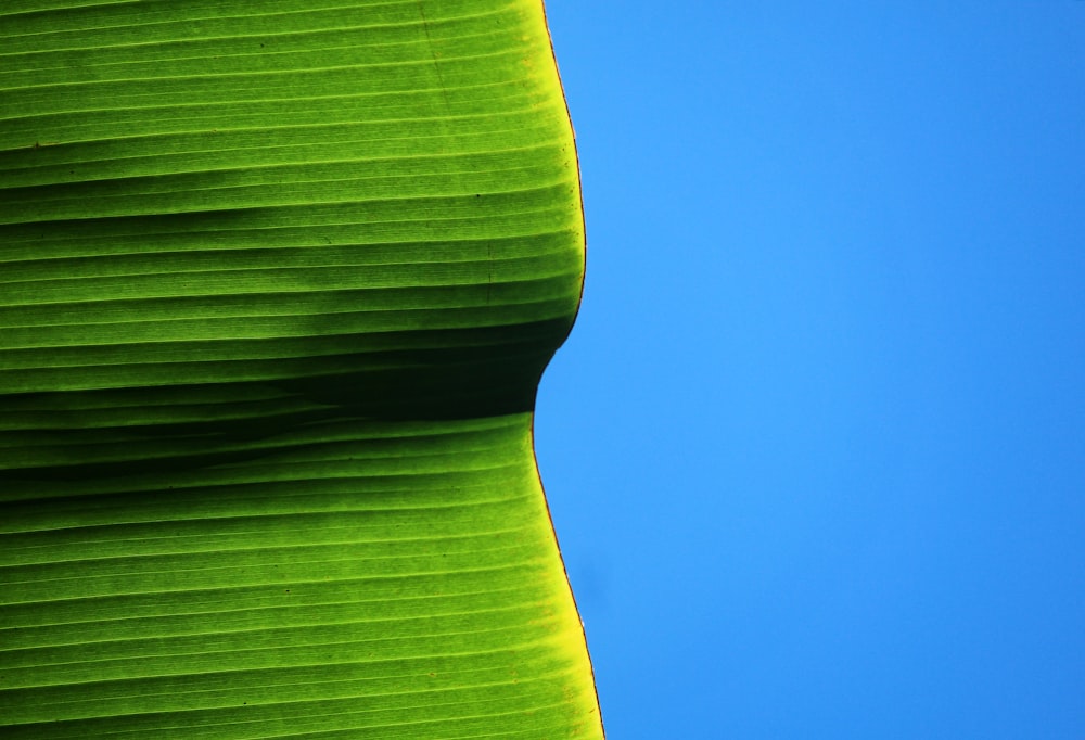 green banana leaf