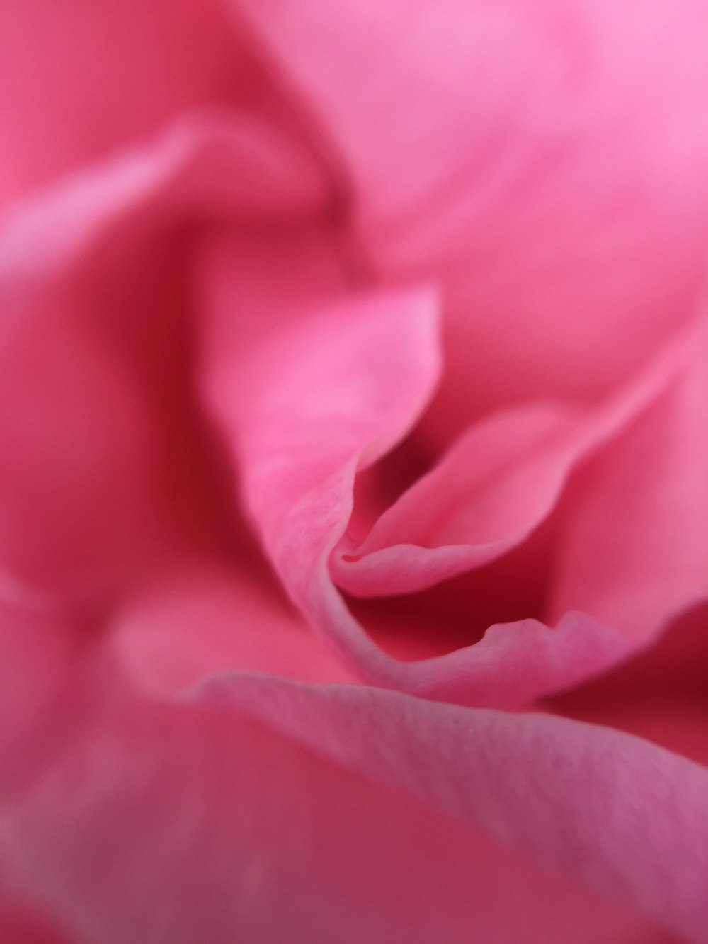a close up view of a pink rose
