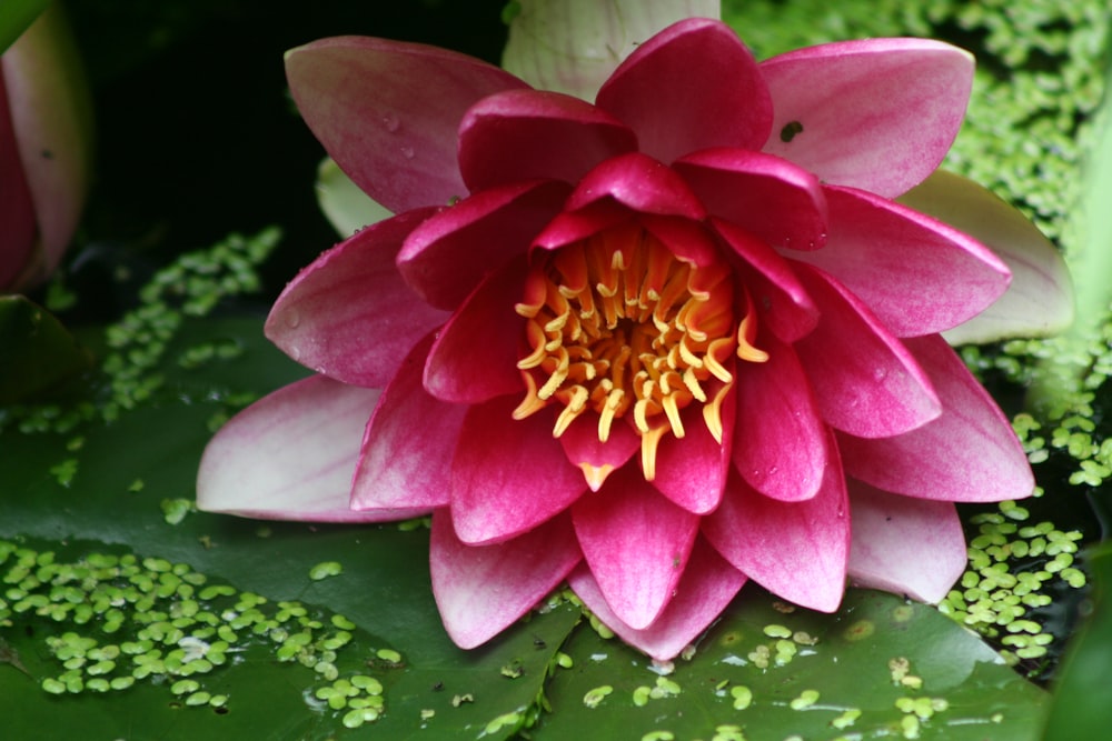 pink-petaled flower