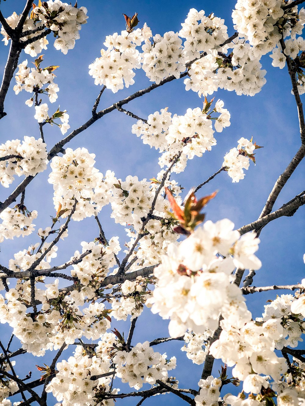 white cherry blossom photo – Free Image on Unsplash