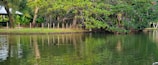A tranquil pond is surrounded by lush trees with vibrant green foliage reflecting on the water's surface. A small bird swims across the pond, adding a sense of peaceful movement. A wooden fence lines the pond's bank, and a thatched structure is partially visible in the background, creating a serene, natural setting.