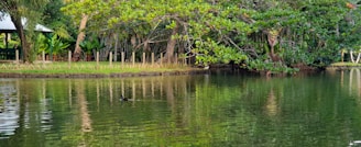 A tranquil pond is surrounded by lush trees with vibrant green foliage reflecting on the water's surface. A small bird swims across the pond, adding a sense of peaceful movement. A wooden fence lines the pond's bank, and a thatched structure is partially visible in the background, creating a serene, natural setting.