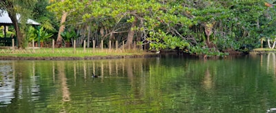 A tranquil pond is surrounded by lush trees with vibrant green foliage reflecting on the water's surface. A small bird swims across the pond, adding a sense of peaceful movement. A wooden fence lines the pond's bank, and a thatched structure is partially visible in the background, creating a serene, natural setting.