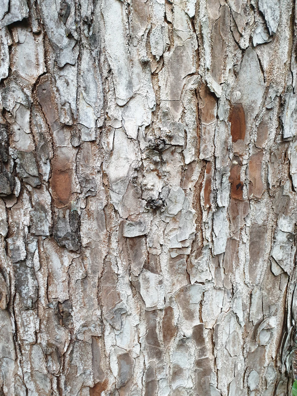 The image shows a close-up view of a tree trunk, with its bark exhibiting a weathered and textured appearance. The bark is predominantly white, but there are also patches of brown and gray visible on the surface. The tree trunk has a rough texture that suggests it may be made of wood or bark, and the grain pattern indicates the growth rings of the tree.