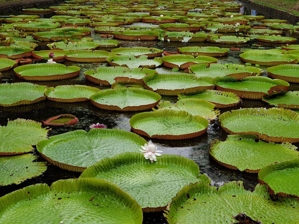 green water lily