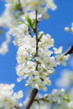 white flowered tree