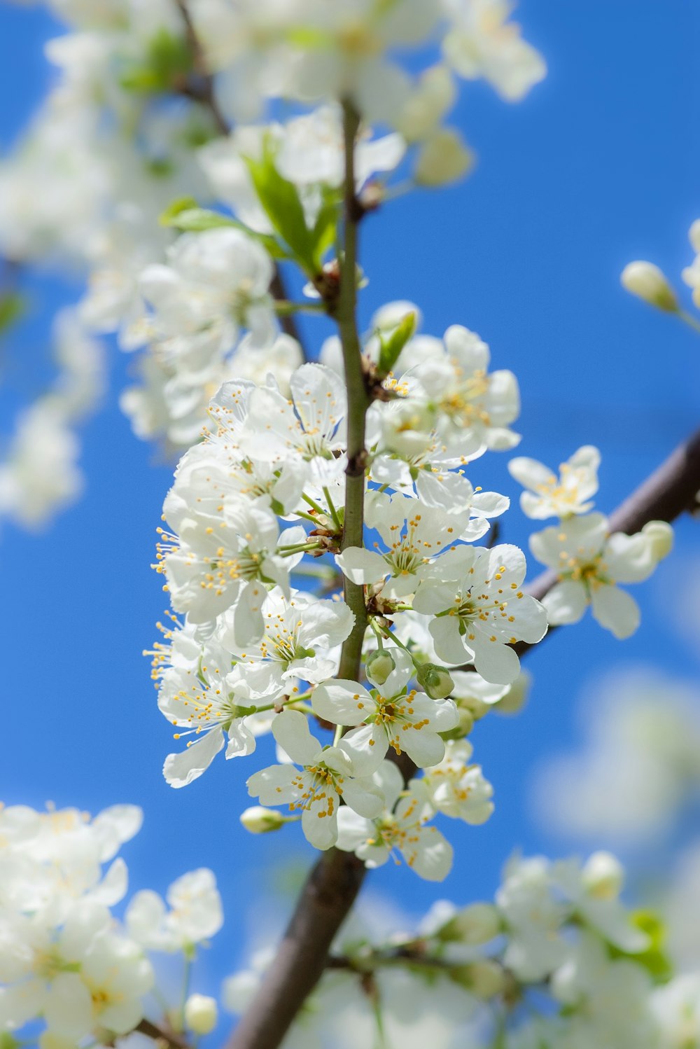 white flowered tree