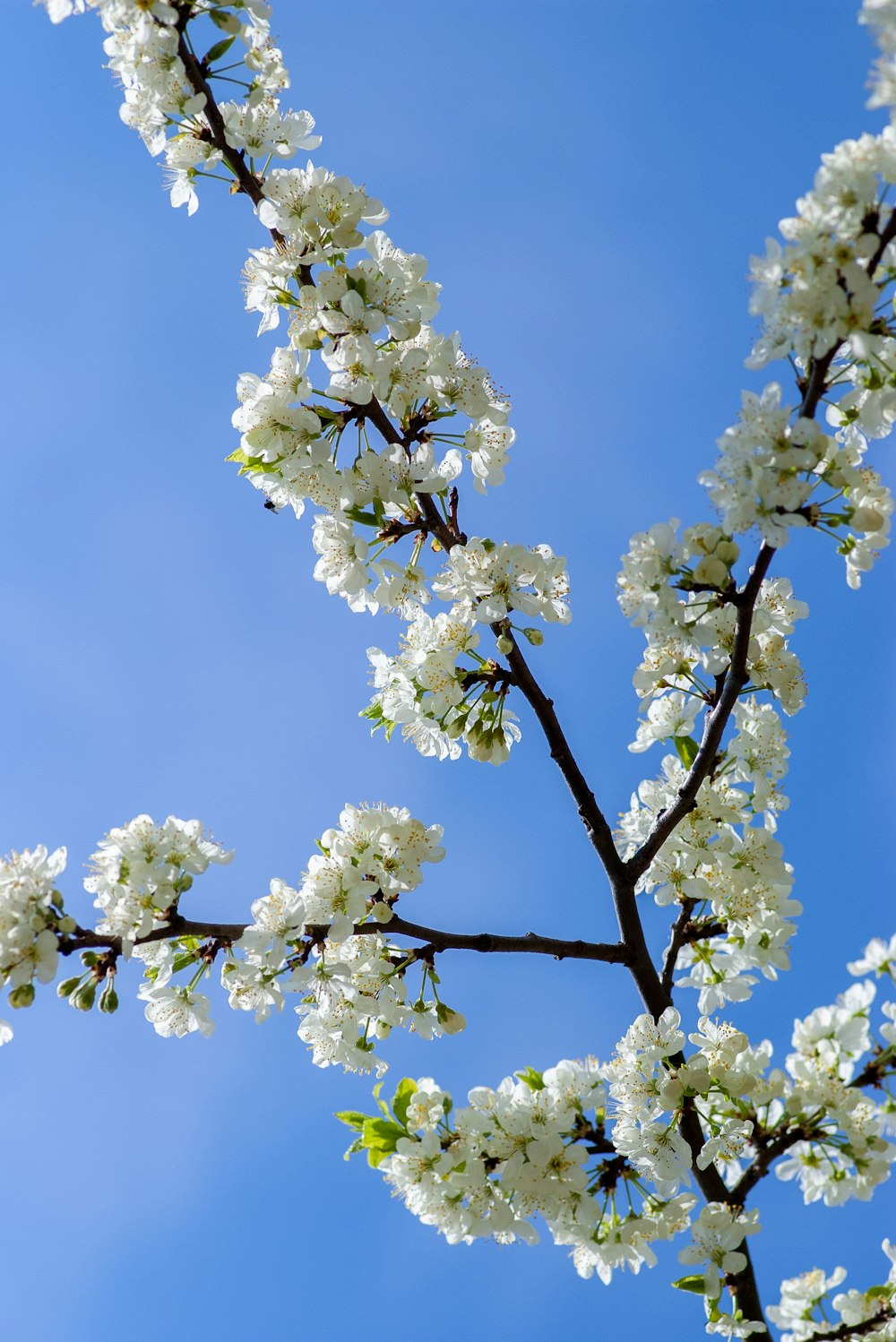 白い花びらの花