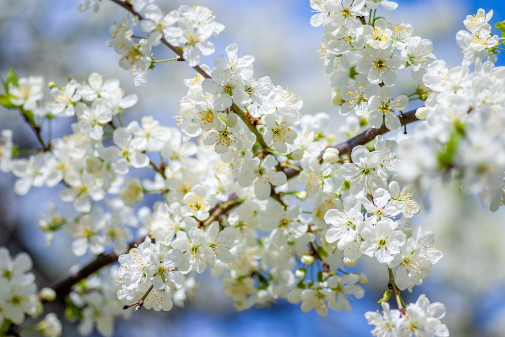 white cherry blossoms