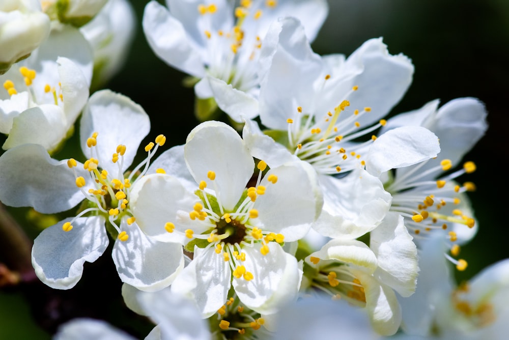 white-petaled flower