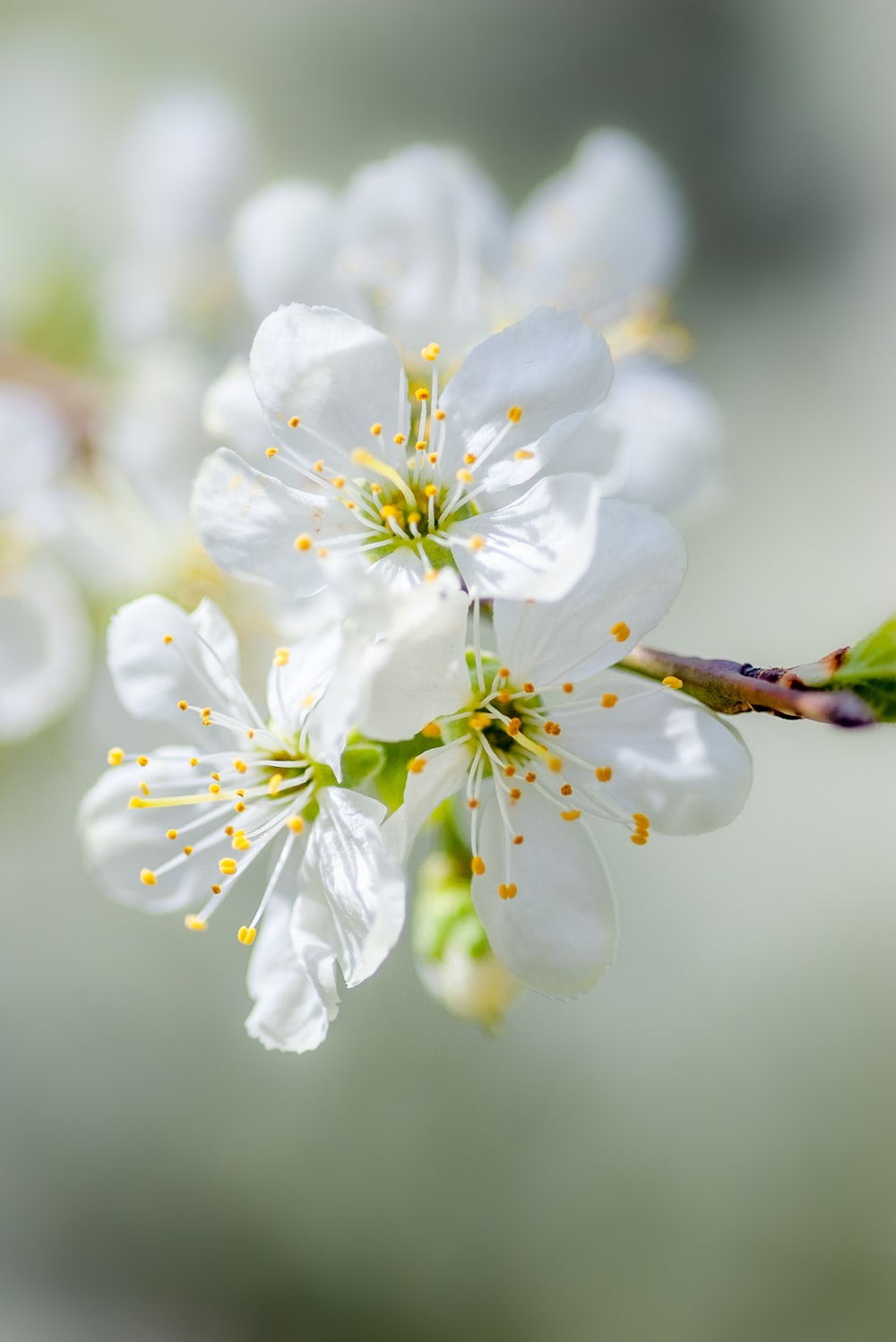 selective focus photography of white petaled flower