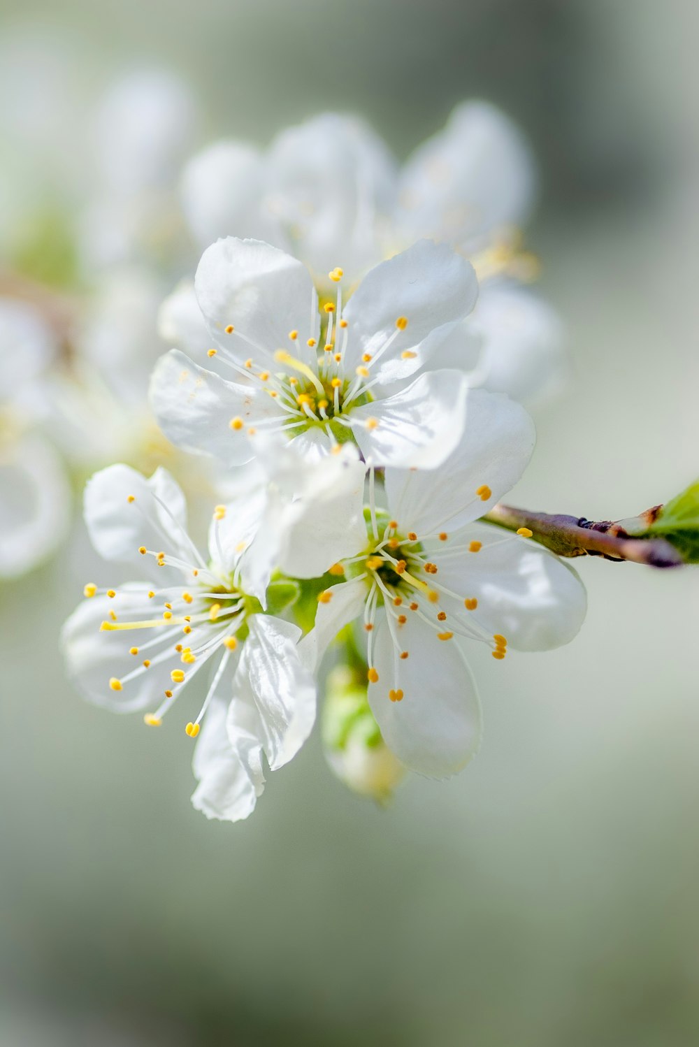 Fotografia a fuoco selettiva di fiori dai petali bianchi