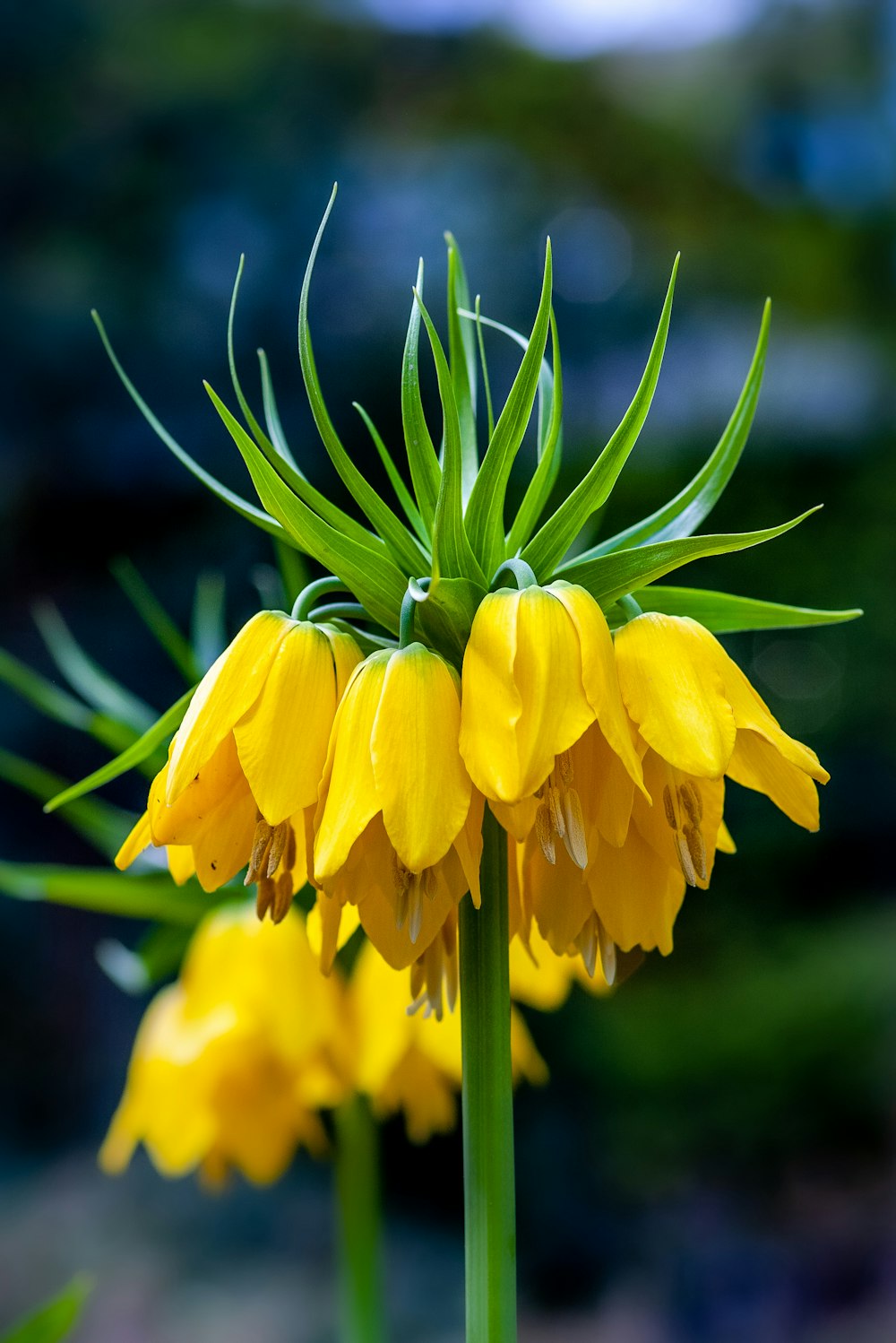 Fotografia a fuoco selettiva di fiori dai petali gialli e verdi durante il giorno