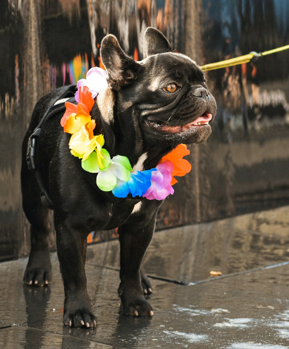 cachorro negro de pelo corto